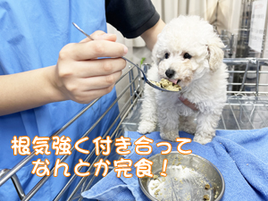 １年生が成犬、２年生が子犬をお世話♪